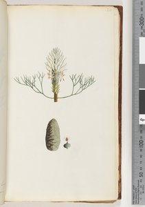 20ページ。名前のない植物 作： Unknown artist