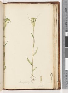 ページ215.Pterostylis op - green 作： Unknown artist