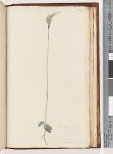216ページ。Pterostylisnutans？ - 作： Unknown artist