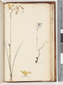 219ページ。カラデニア-ディウリス2つの植物 作： Unknown artist