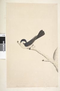 21ページ。Musciopa。別の手で上記のタイトル6月。ナチュラルサイズフタイロヒタキMyragrainquieta Seisura inquieta、1791-92 作： Unknown artist