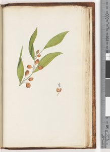 227ページ。未確認の植物 作： Unknown