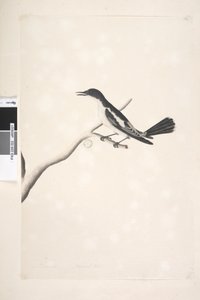 22ページ。11月、自然なサイズの白、翼のあるTriller Lalage sueurii、オス、1791-92 作： Unknown artist