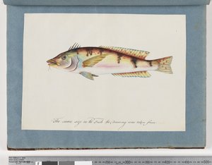 22ページ。正体不明の魚 作： Unknown artist