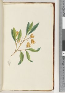 22ページ。正体不明の植物