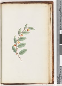 ページ232。未確認の植物 作： Unknown artist