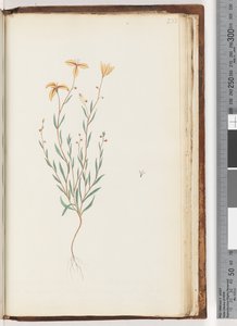 Page 233.未確認の植物 作： Unknown