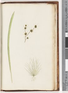ページ234a。 1-4未確認の植物 作： Unknown artist