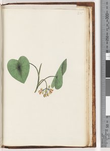 235ページ。正体不明の植物 作： Unknown artist