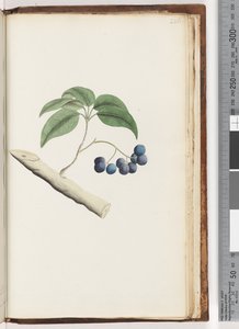 236ページ。正体不明の植物 作： Unknown