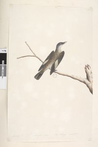23ページ。5月、自然なサイズ、虹彩と舌が疑わしいブラウンツリー、Creeper Climacterus picumnus、1791-92 作： Unknown artist