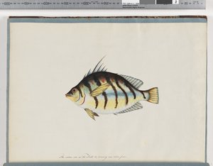 23ページ。正体不明の魚 作： Unknown artist