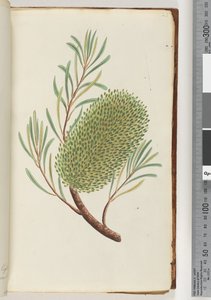 23ページ。名前のない顕花植物 作： Unknown artist