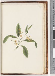 ページ240。未確認の植物 作： Unknown artist
