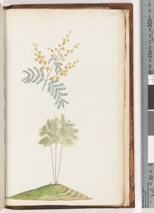 ページ243。名前のない顕花植物 作： Unknown artist