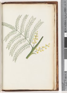 244ページ。正体不明の植物 作： Unknown