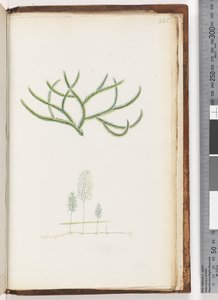 245ページ。碑文なし、正体不明の植物 作： Unknown artist