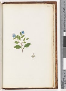 246ページ。正体不明の植物 作： Unknown