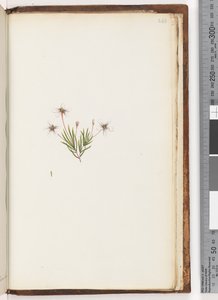248ページ。不明な植物 作： Unknown