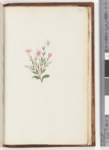 249ページ。正体不明の植物 作： Unknown artist