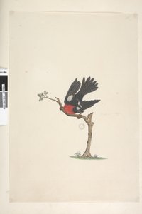 24ページ。自然なサイズの緋色のロビンペトロイカマルチカラー、男性、ノーフォーク島、1791-92 作： Unknown artist