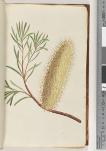 24ページ。名前のない顕花植物 作： Unknown artist