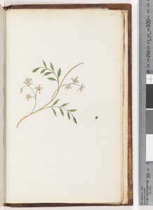 251ページ。正体不明の植物 作： Unknown artist