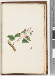 252ページ。正体不明の植物 作： Unknown artist