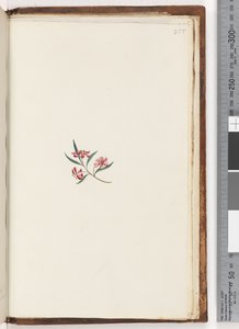 ページ255。未確認の植物