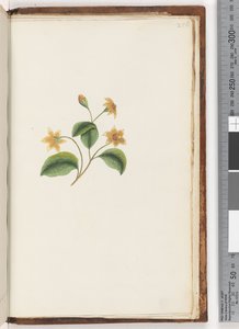 256ページ。正体不明の植物 作： Unknown