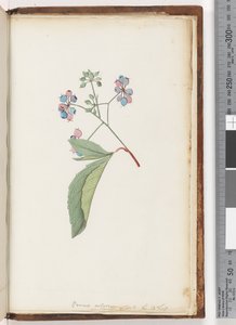 ページ256a。名前のない植物 作： Unknown artist