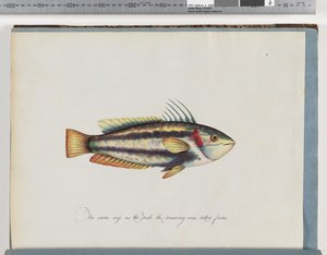 25ページ。正体不明の魚 作： Unknown artist
