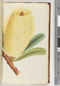 25ページ。正体不明の植物 作： Unknown artist