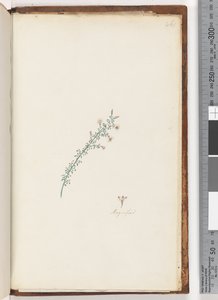 261ページ。正体不明の植物
