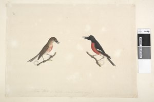 26ページ。ノーフォーク島の2羽の鳥 作： Unknown artist