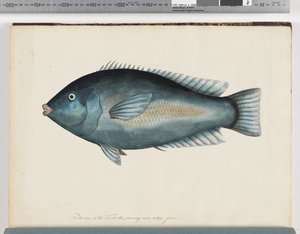 Page 26.未確認の魚 作： Unknown