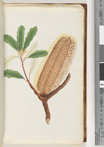 26ページ。名前のない顕花植物 作： Unknown artist