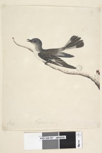27ページ。5月。自然なサイズのクロズキンヒタキ、メスのMelanodoryas cucullata、1791-92 作： Unknown artist