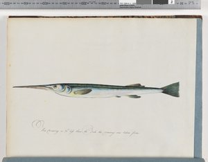 27ページ。正体不明の魚 作： Unknown artist