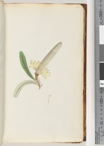 28ページ。顕花植物、「クリーパー」