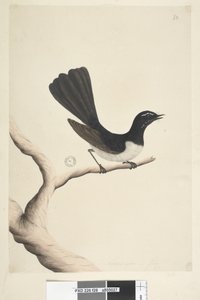 28ページ。自然なサイズ、7月Willie Wagtail Rhipidura leucophrys、1791-92 作： Unknown artist