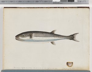 28ページ。正体不明の魚 作： Unknown artist
