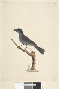 29ページ。ブラックバードノーフォーク島ブラックバード？ Aplonis fuscus、男性、1791-92 作： Unknown artist