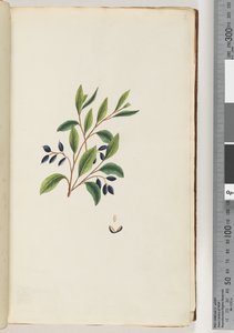 ページ2。未確認の植物 作： Unknown artist