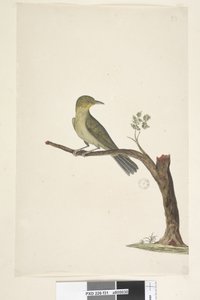 31ページ....？ほっそりした、請求された白、Eye Zosterops tenuirostris、1791-92 作： Unknown artist