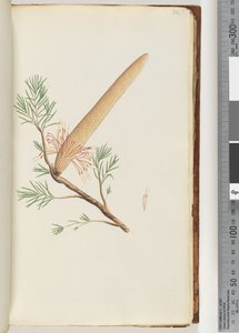 32ページ。植物、バンクシアericifolia