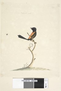 33ページ。自然なサイズの赤、裏打ちされたWren Malurus melanocephalu、オス、1791-92 作： Unknown artist