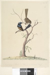 34ページ。Mo、ro、dru、ing、オスとメス、自然なサイズ素晴らしいブルーレンMalarus cyaneus、1791-92 作： Unknown artist