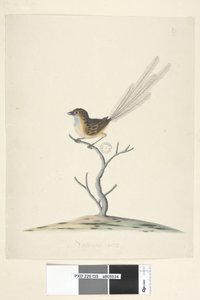 35ページ。自然なサイズのエミュー、レン、オスのStipiturus malachurus、1791-92 作： Unknown artist