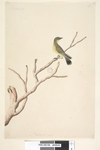 ページ36。9月。ナチュラルサイズイエローソーンビルAcanthizanana、1791-92 作： Unknown artist